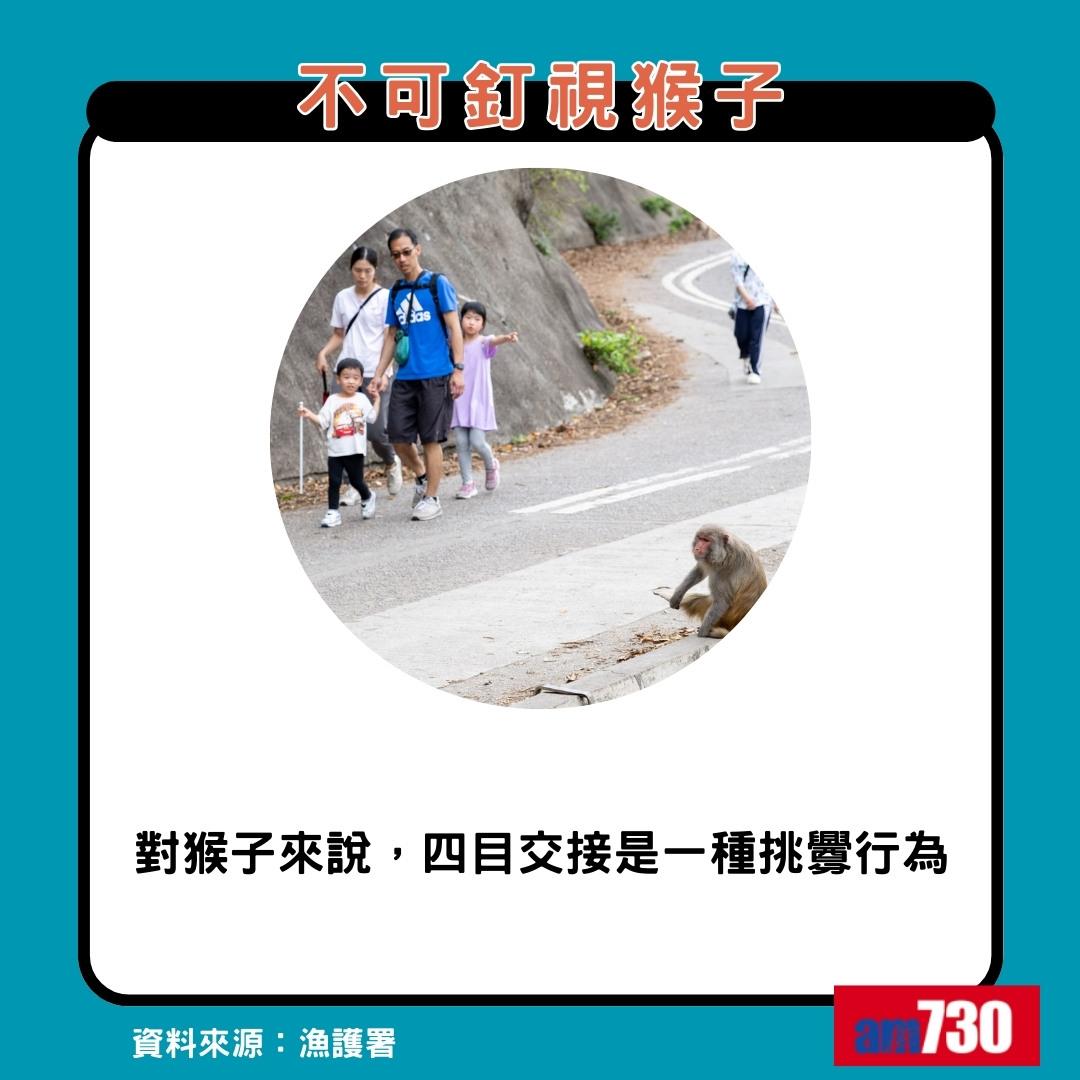 猴疱疹病毒|遇猴子8大注意事項,不可釘視猴子(am730製圖)