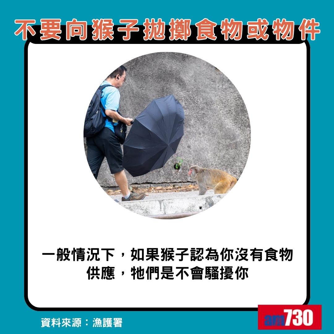 猴疱疹病毒|遇猴子8大注意事項,不要向猴群拋擲食物或物件(am730製圖)