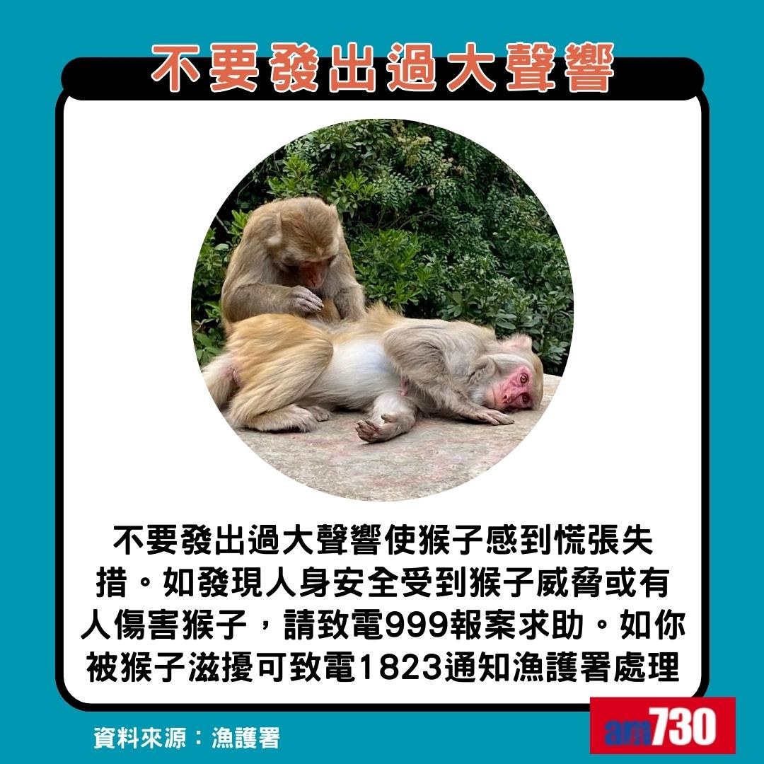 猴疱疹病毒|遇猴子8大注意事項,不要發出過大聲響(am730製圖)