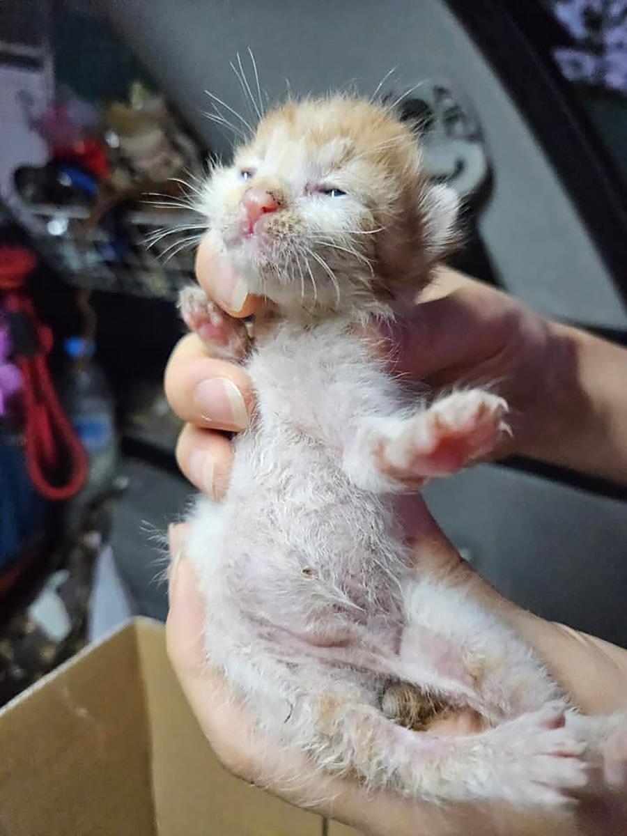 5隻幼貓初步檢查後尚算健康。(「毛守救援」圖片)