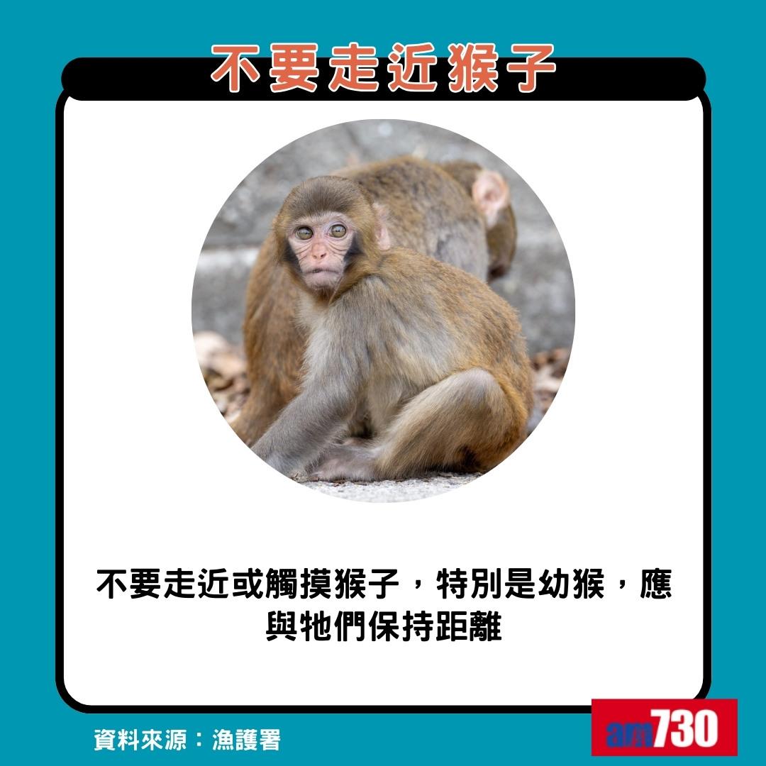 猴疱疹病毒|遇猴子8大注意事項,不要走近猴子(am730製圖)