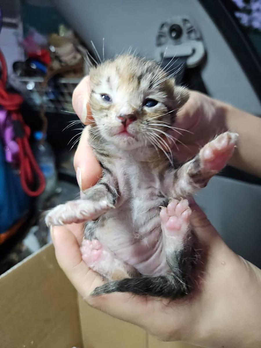 5隻幼貓初步檢查後尚算健康。(「毛守救援」圖片)