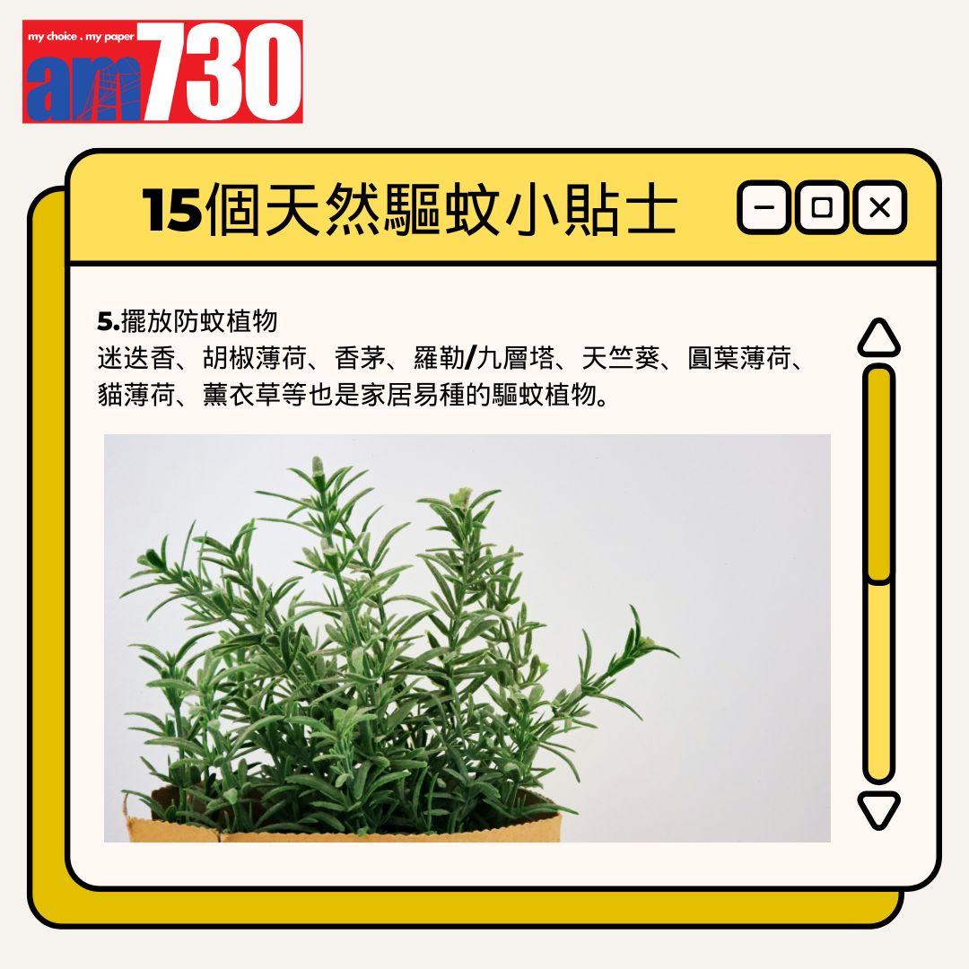 15個天然驅蚊小貼士丨擺放防蚊植物