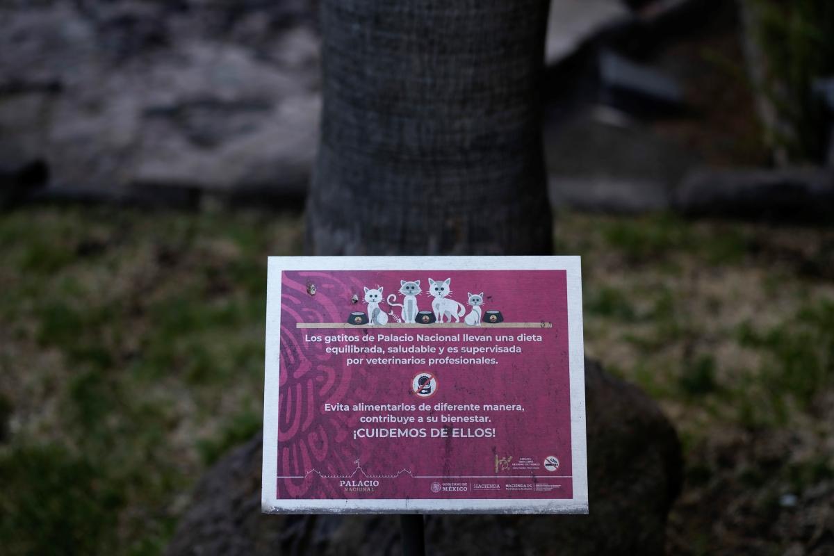 自來貓|墨西哥總統府19隻貓列「固定資產」 聘專人照顧及御用獸醫