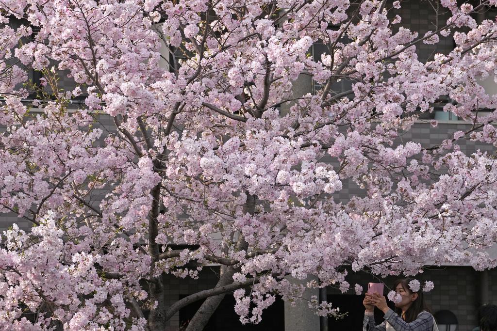 橫濱民眾拍攝櫻花。(美聯社)