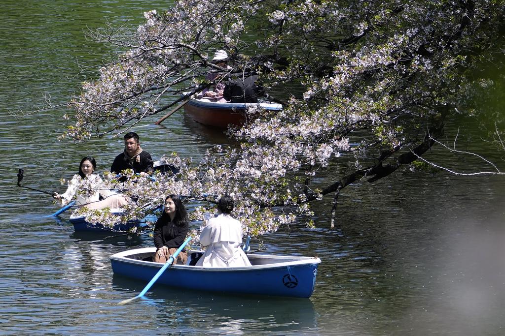 東京民眾在皇居附近遊河賞櫻。(美聯社)