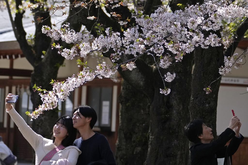 情侶在櫻花前自拍。(美聯社)