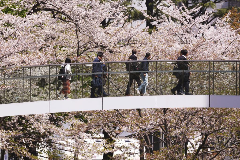 東京六本木櫻花。(美聯社)