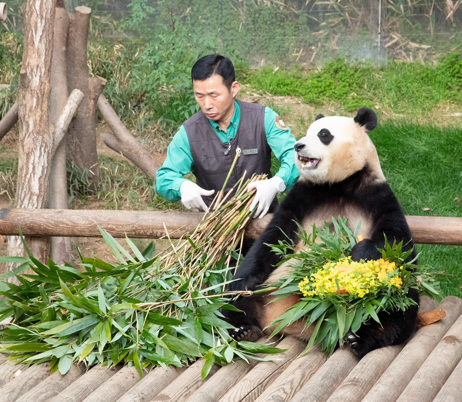 飼養員「姜爺爺(姜哲元)是福寶最好的麻吉。(圖/新華社)