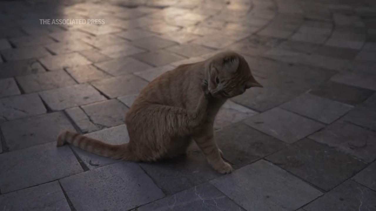 自來貓|墨西哥總統府19隻貓列「固定資產」 聘專人照顧及御用獸醫(影片截圖)
