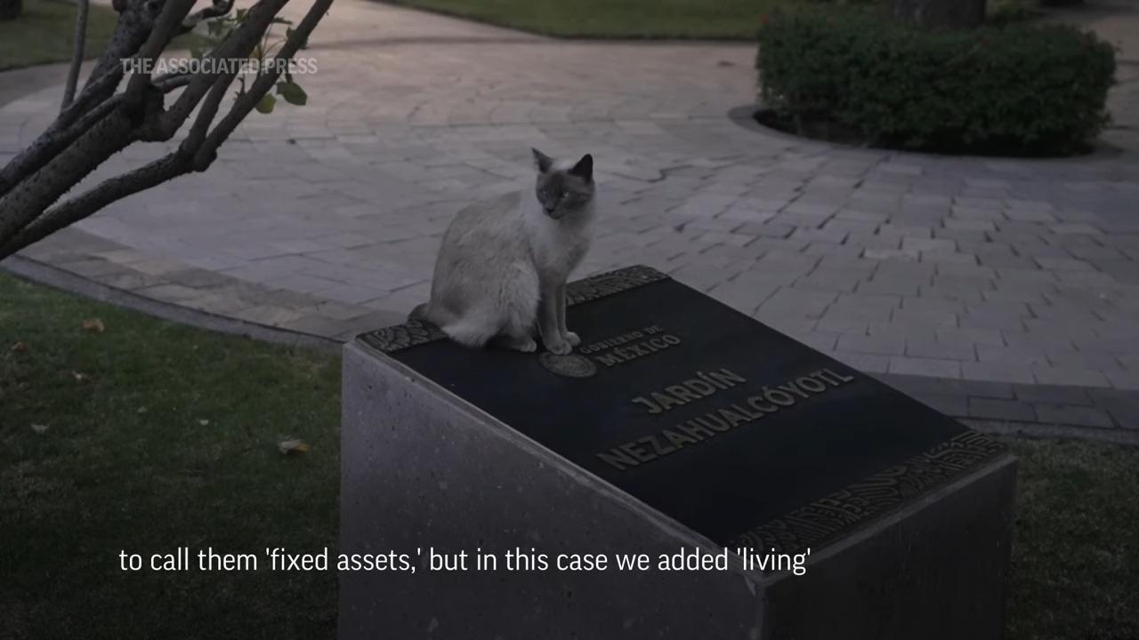 自來貓|墨西哥總統府19隻貓列「固定資產」 聘專人照顧及御用獸醫(影片截圖)