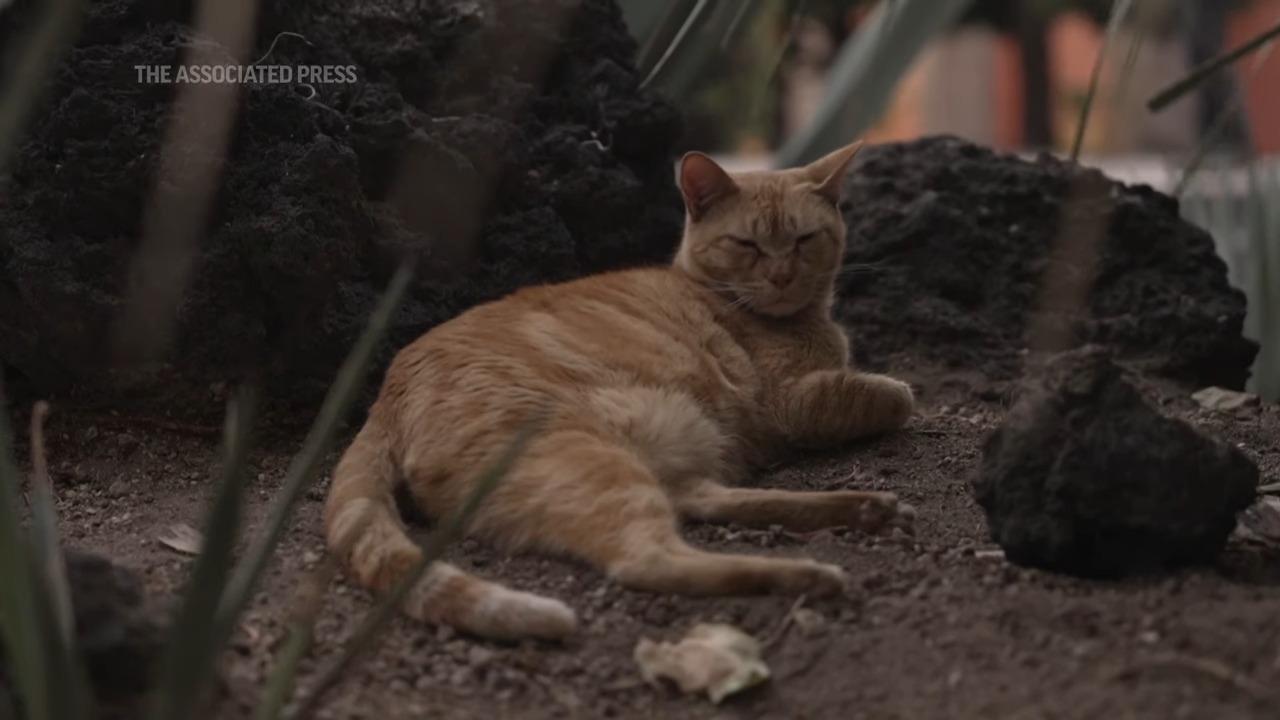 自來貓|墨西哥總統府19隻貓列「固定資產」 聘專人照顧及御用獸醫(影片截圖)