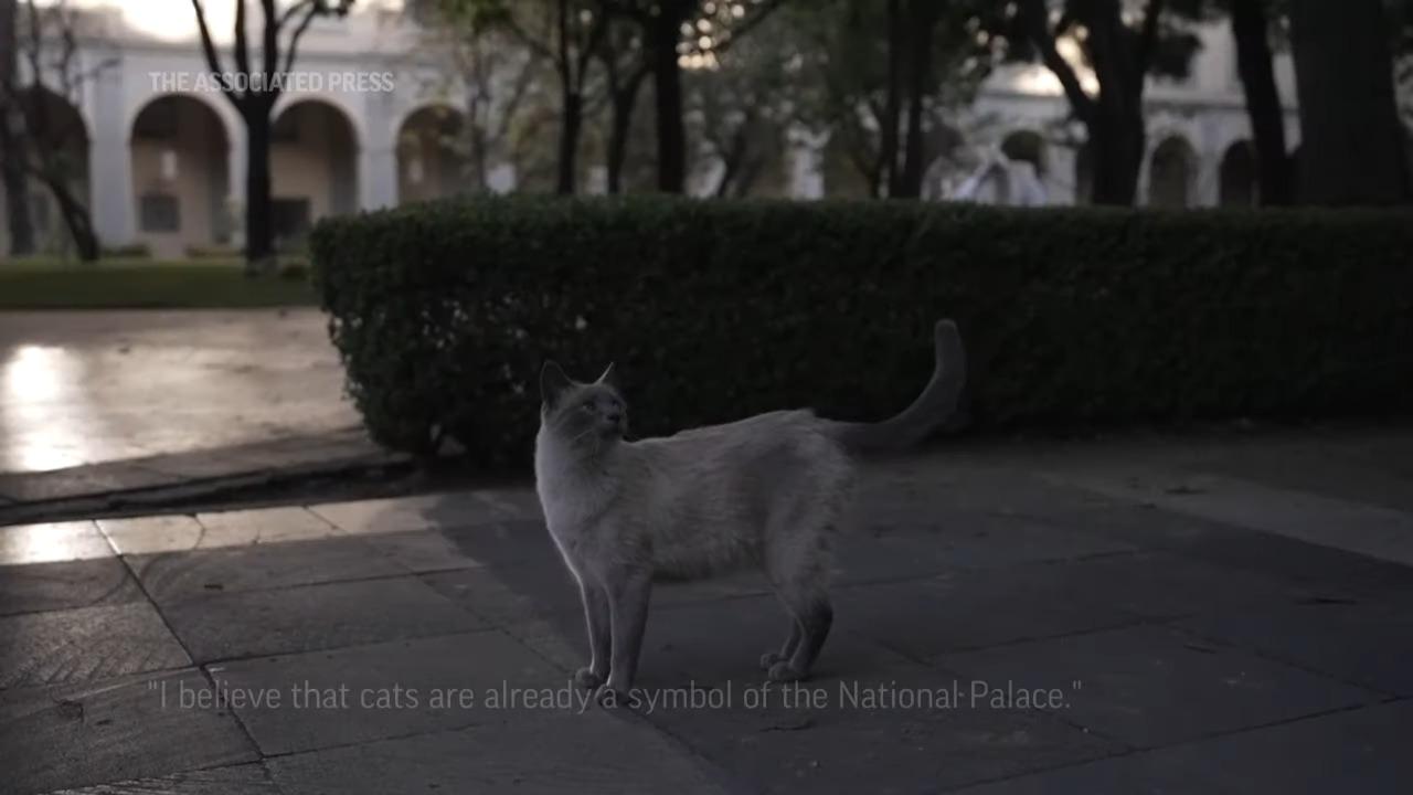 自來貓|墨西哥總統府19隻貓列「固定資產」 聘專人照顧及御用獸醫(影片截圖)