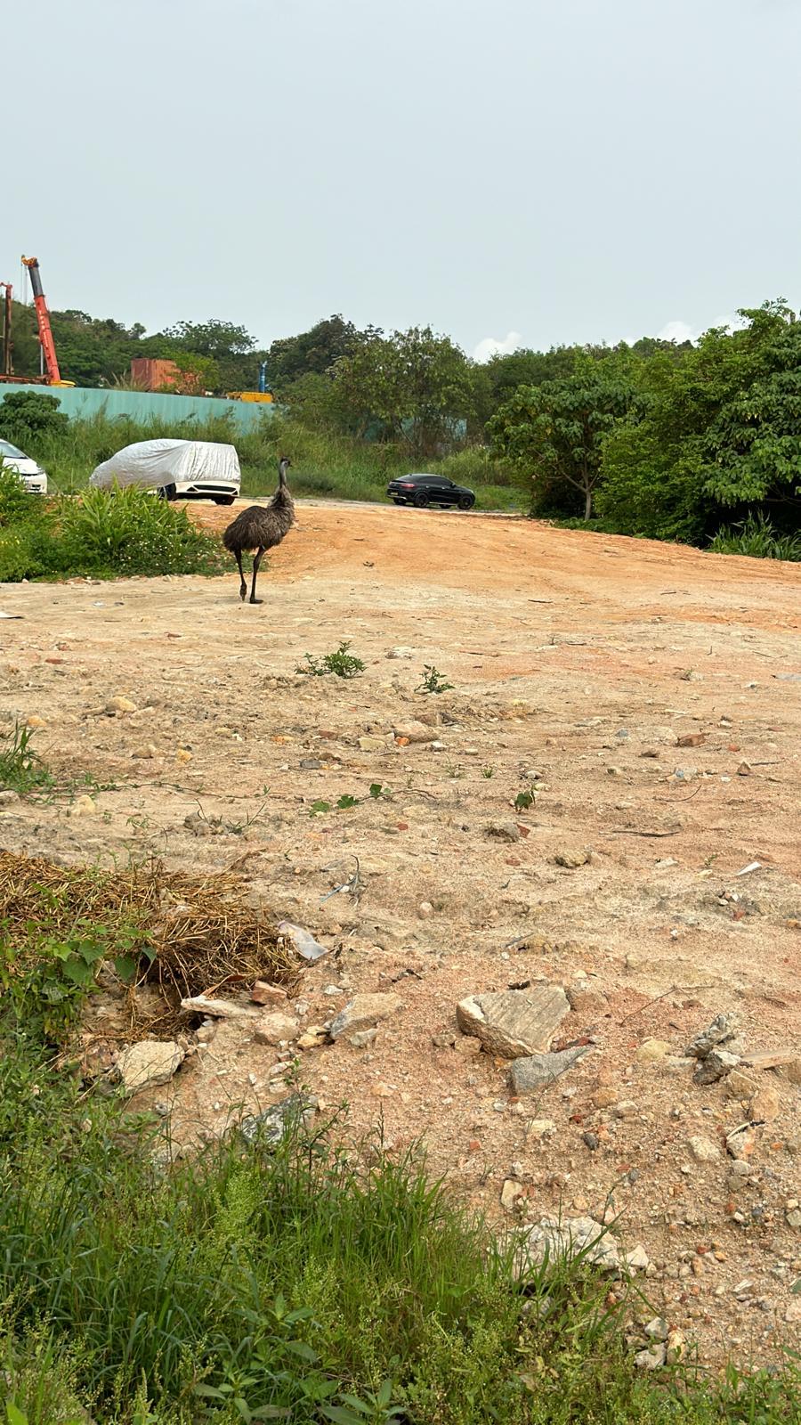 流浮山農莊走失鴕鳥 雞伯嶺發現蹤影被擒獲
