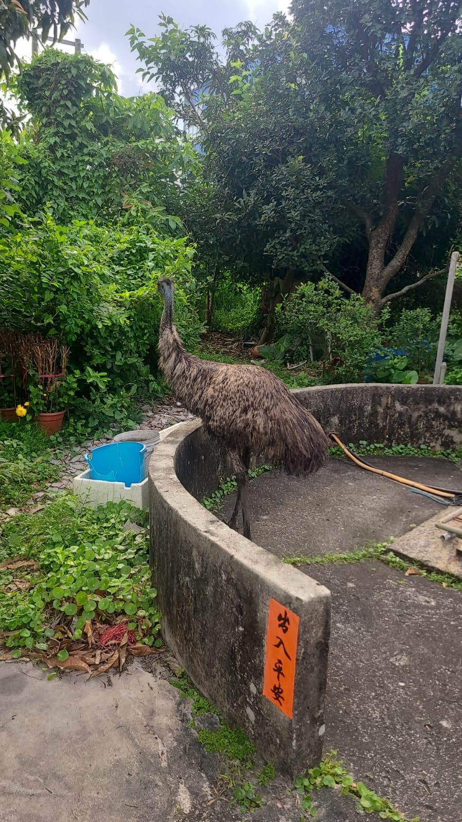 流浮山農莊走失鴕鳥 雞伯嶺發現蹤影被擒獲