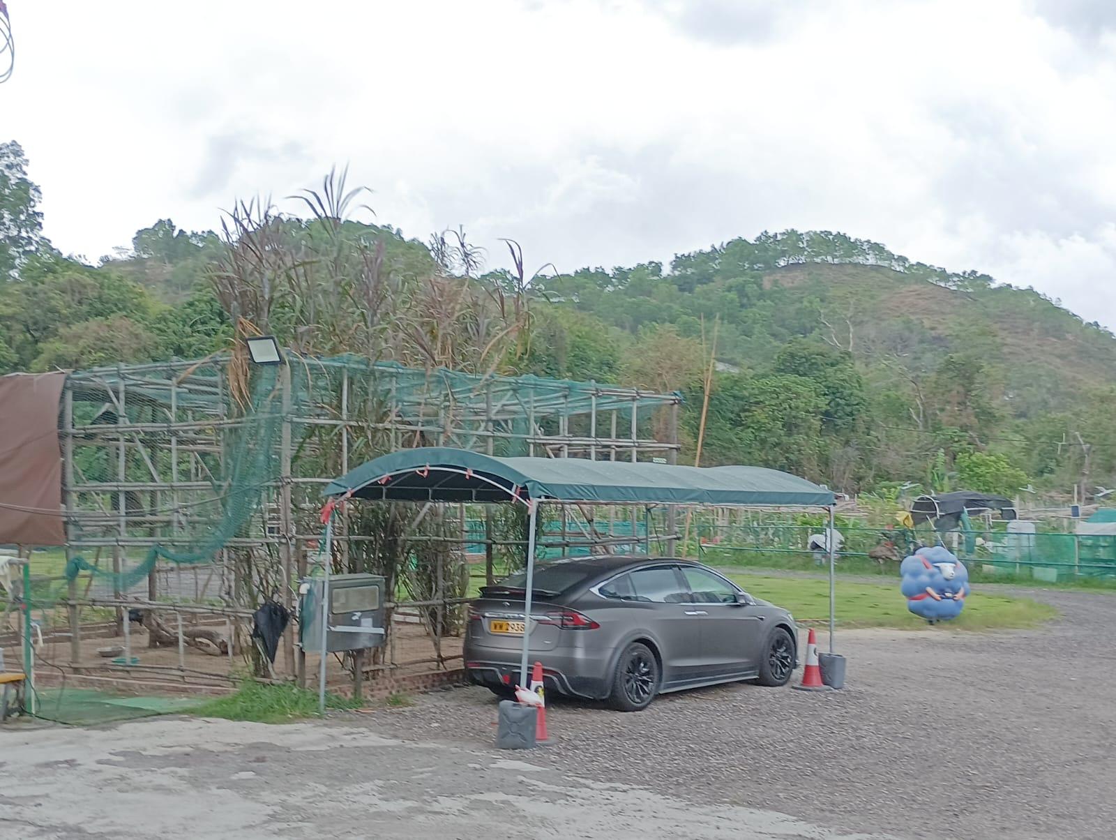 流浮山農莊走失鴕鳥 雞伯嶺發現蹤影被擒獲
