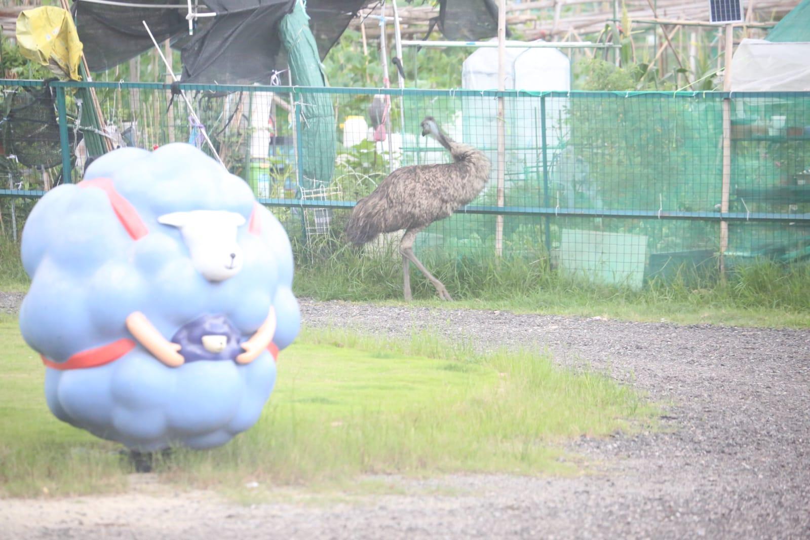 流浮山農莊走失鴕鳥 雞伯嶺發現蹤影被擒獲