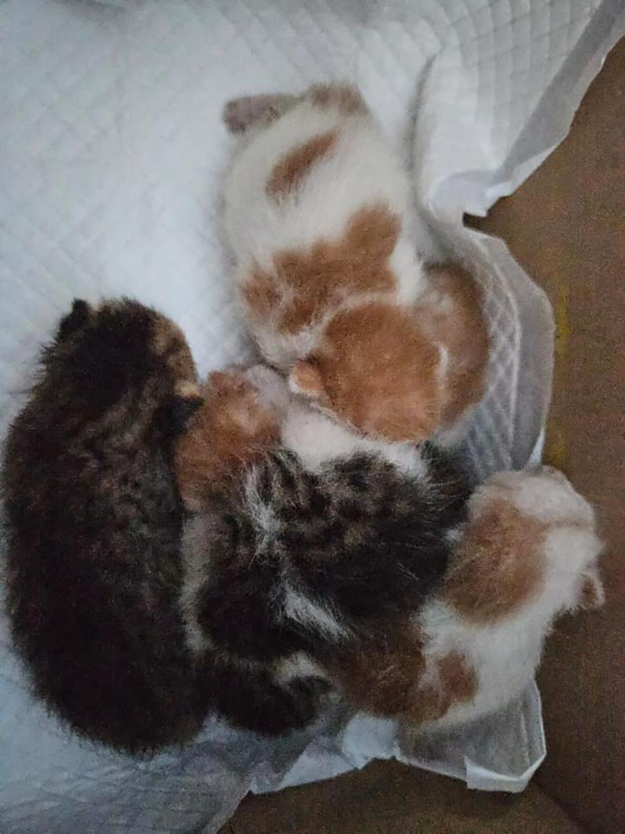 5隻幼貓初步檢查後尚算健康。(「毛守救援」圖片)