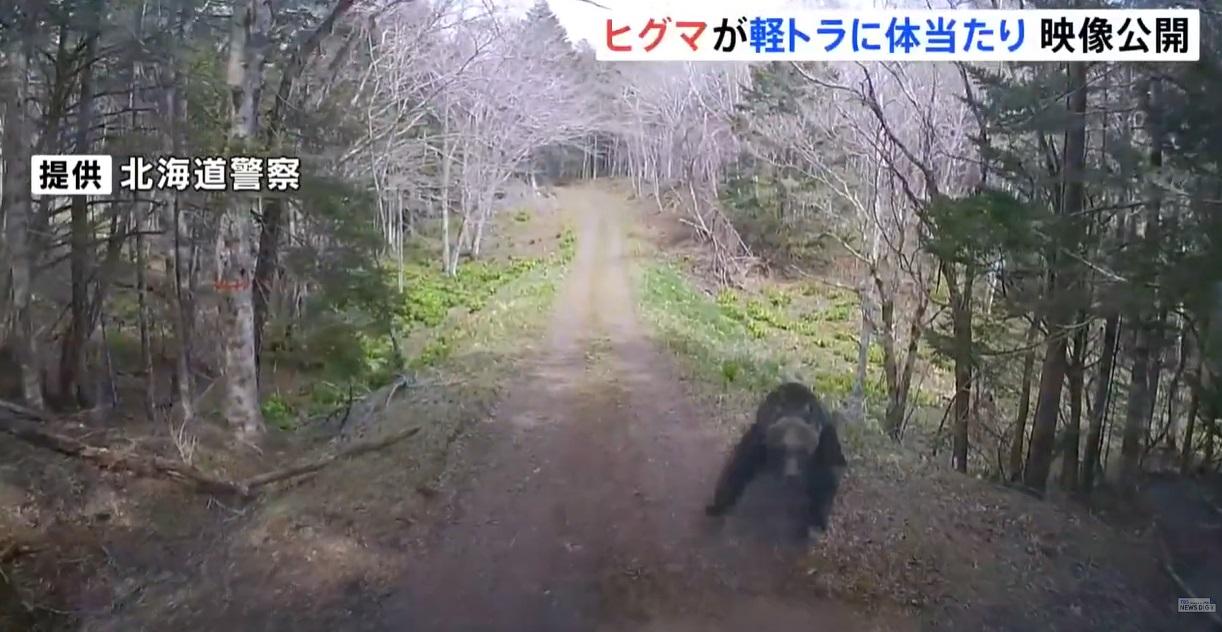 棕熊突然從樹林撲出來。(互聯網)