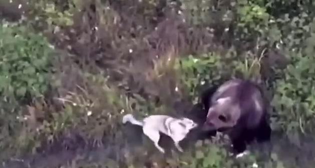 狗狗與棕熊互相嗅聞。(互聯網)