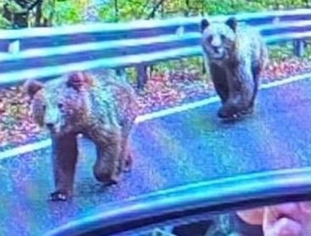 婦人初時在車內拍攝兩隻野熊。(互聯網)
