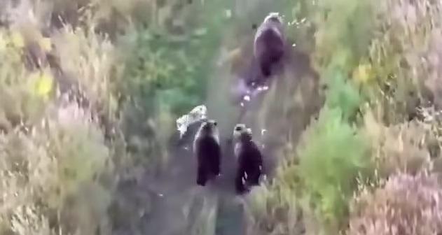 狗狗追著棕熊家族。(互聯網)