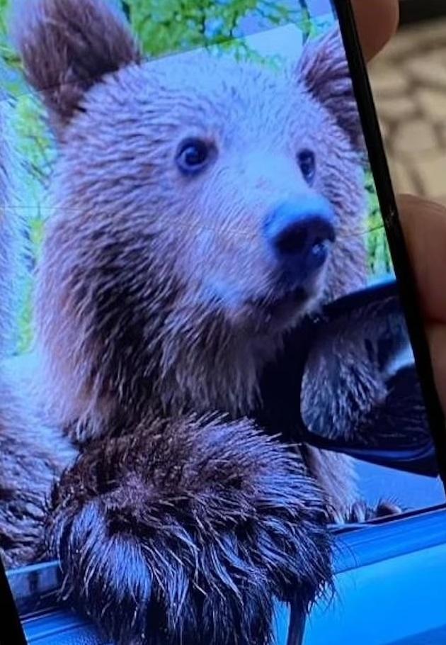 婦人其後打開車窗,拍攝撲上來的野熊。(互聯網)