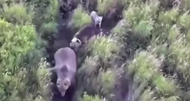 狗狗追著棕熊家族。(互聯網)