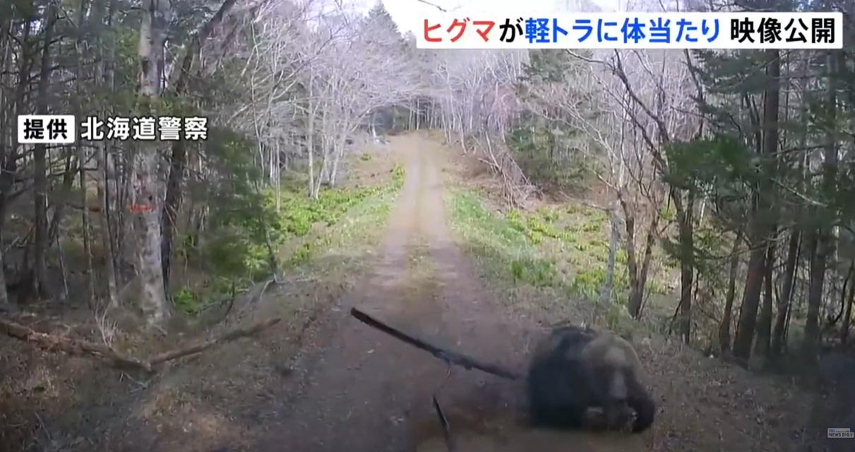 棕熊撞擊車頭後彈開,水撥損毀。(互聯網)