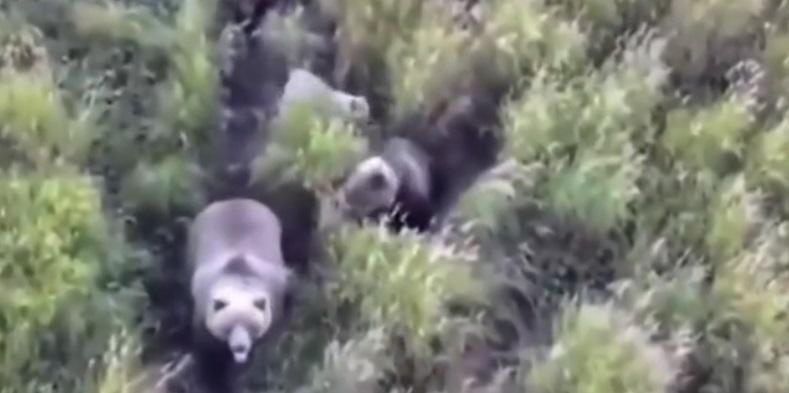 狗狗與棕熊家族打成一片。(互聯網)