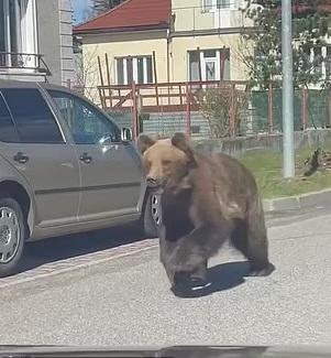 斯洛伐克一處觀光小鎮上月有野熊闖入。(互聯網)