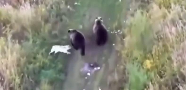 狗狗追著棕熊家族,想一起玩。(互聯網)