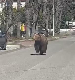 斯洛伐克一處觀光小鎮上月有野熊闖入。(互聯網)