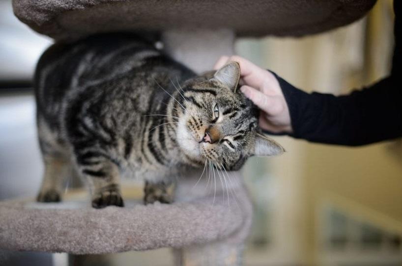 NITE呼籲飼主若獨留寵物在家,外出前應做好關閉氣體總開關等預防措施。(互聯網)