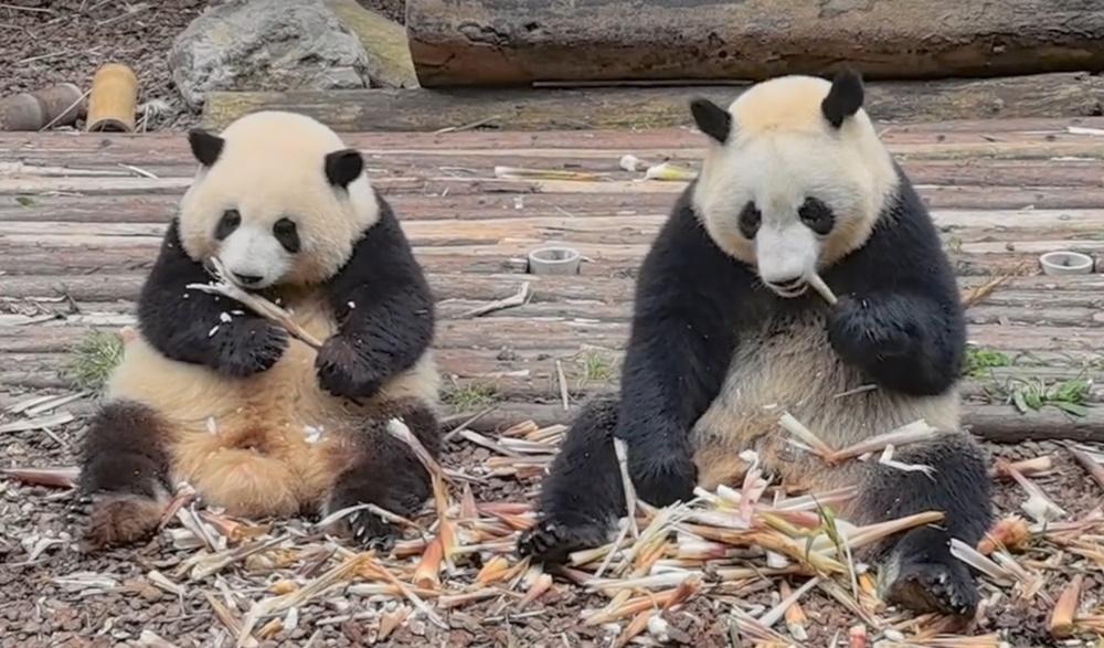 (左起)和花與妹妹「和葉」。(微博)