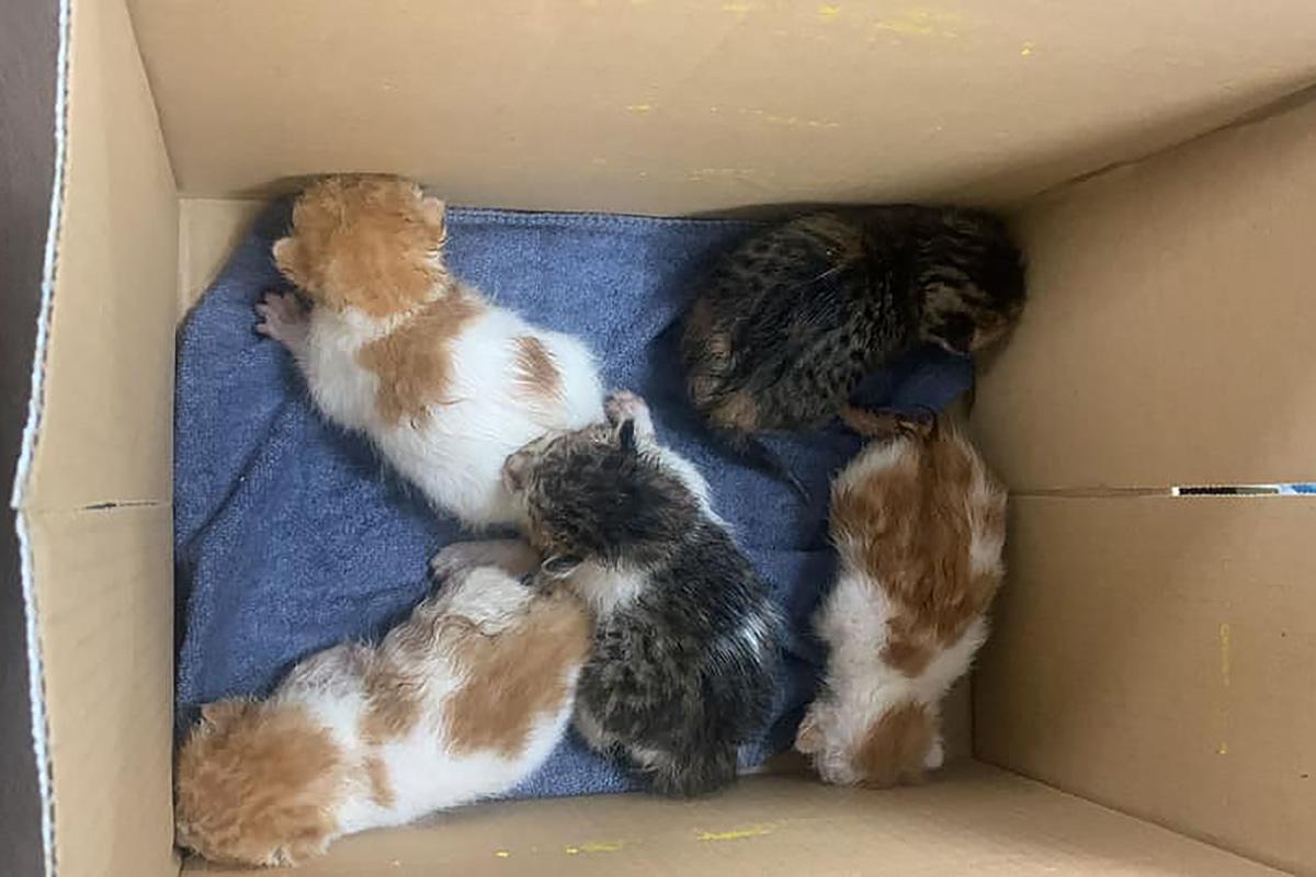 有清潔工友在垃圾桶一個綁實的膠袋內,發現5隻幼貓被遺棄。(「毛守救援」圖片)