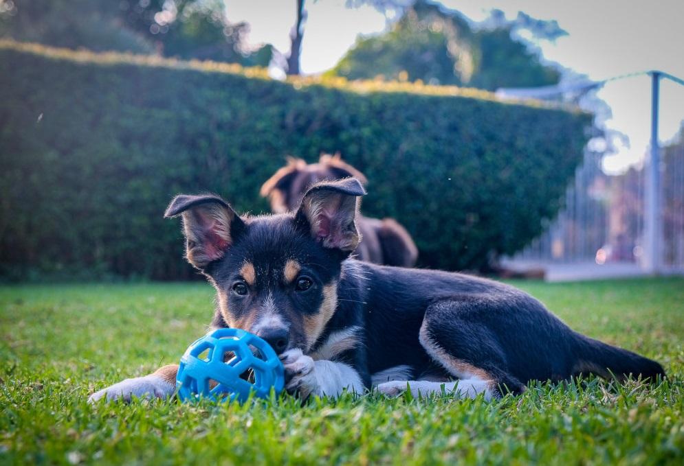 NITE呼籲飼主若獨留寵物在家,外出前應做好關閉氣體總開關等預防措施。(互聯網)