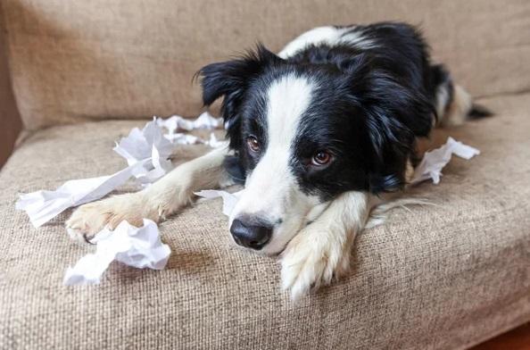 NITE呼籲飼主若獨留寵物在家,外出前應做好關閉氣體總開關等預防措施。(互聯網)