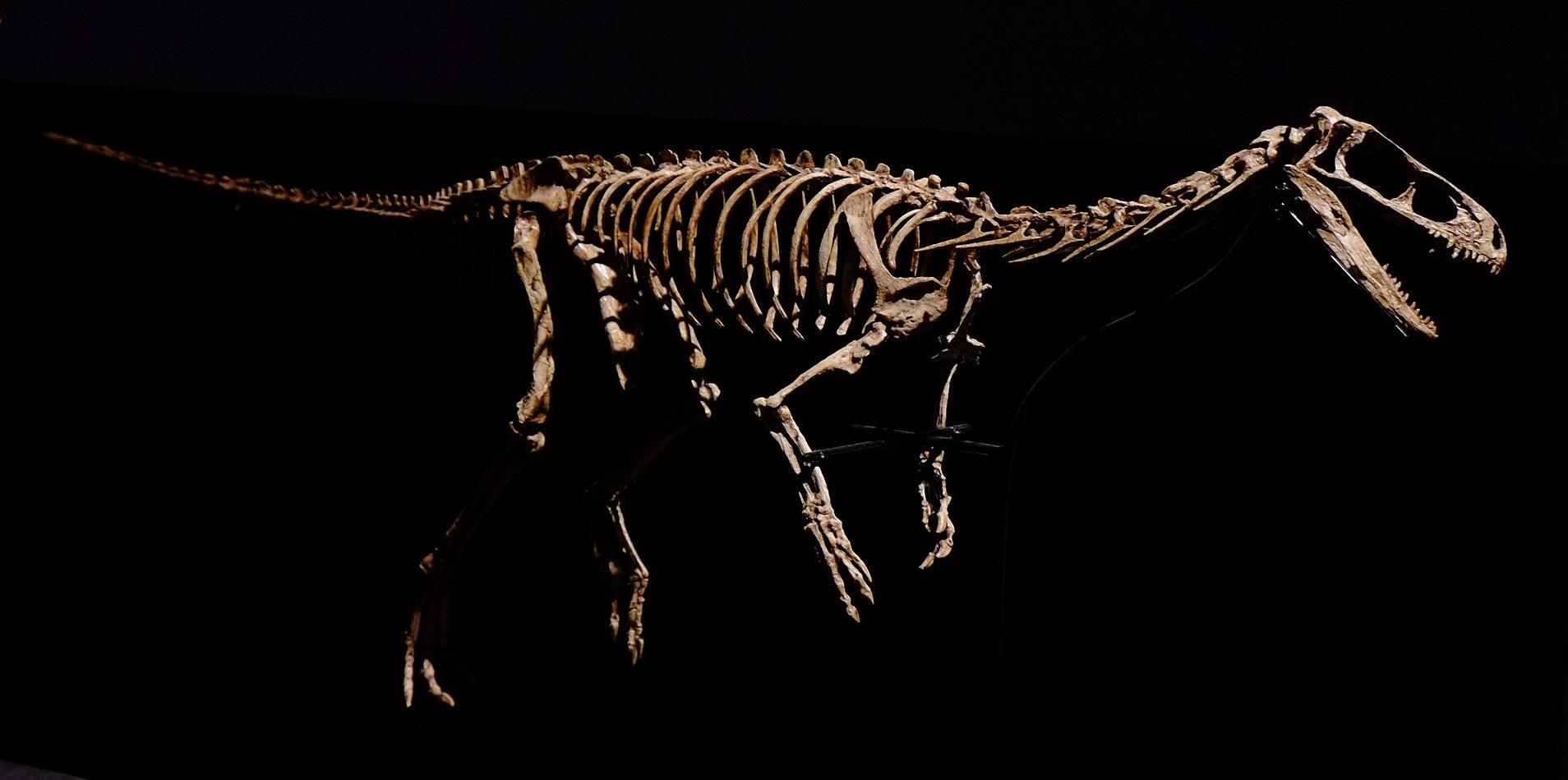 曙奔龍骨骼。(互聯網)