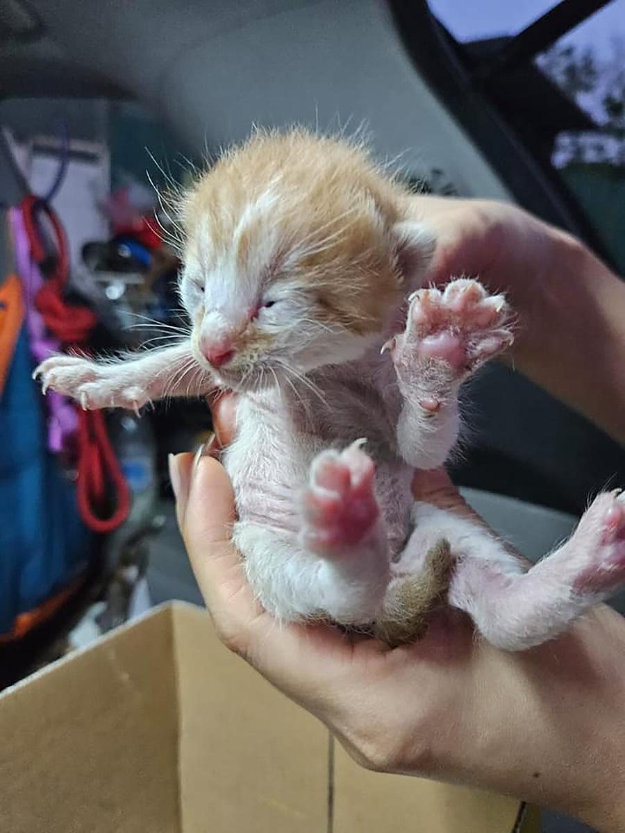 5隻幼貓初步檢查後尚算健康。(「毛守救援」圖片)