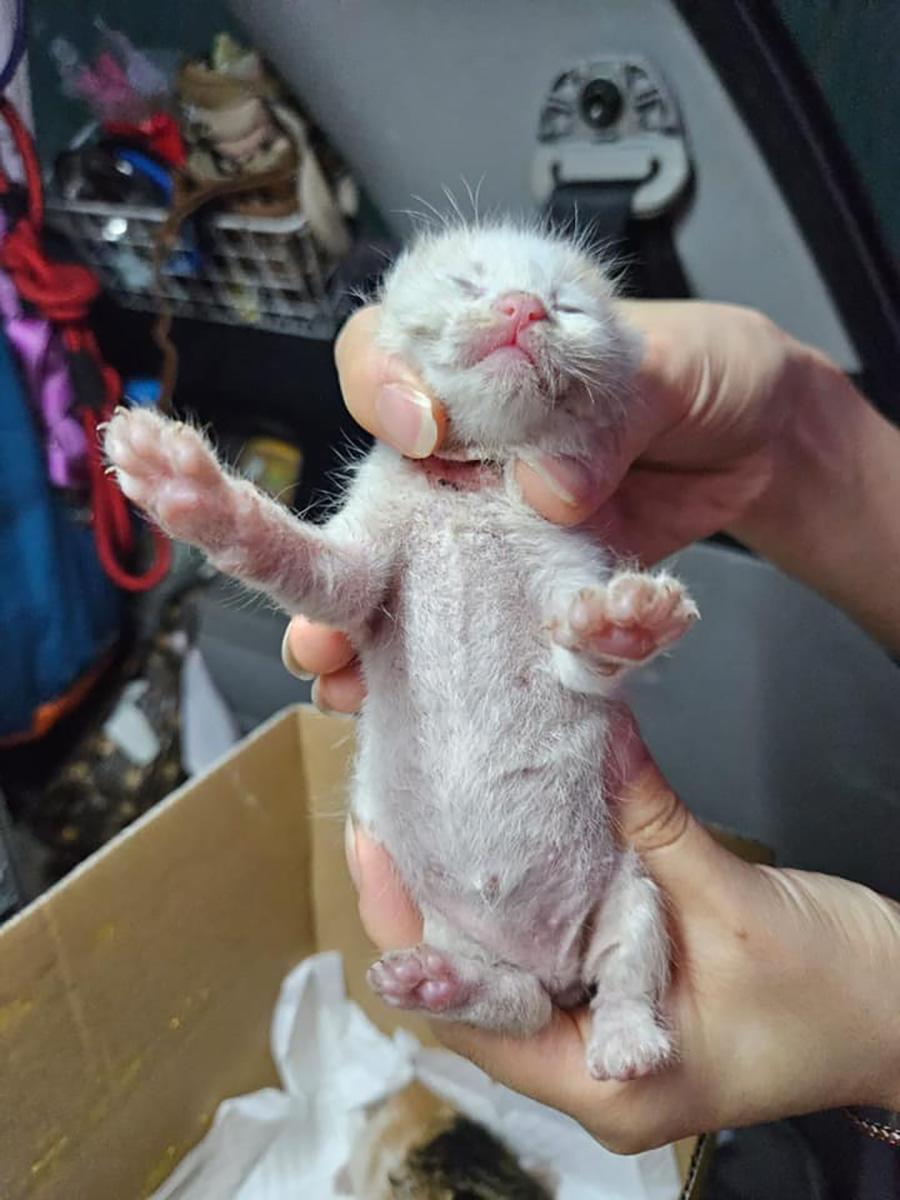 5隻幼貓初步檢查後尚算健康。(「毛守救援」圖片)