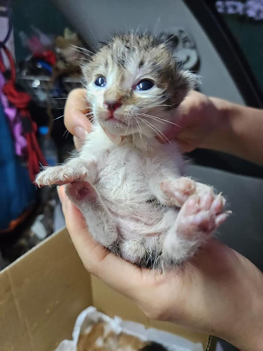 5隻幼貓初步檢查後尚算健康。(「毛守救援」圖片)