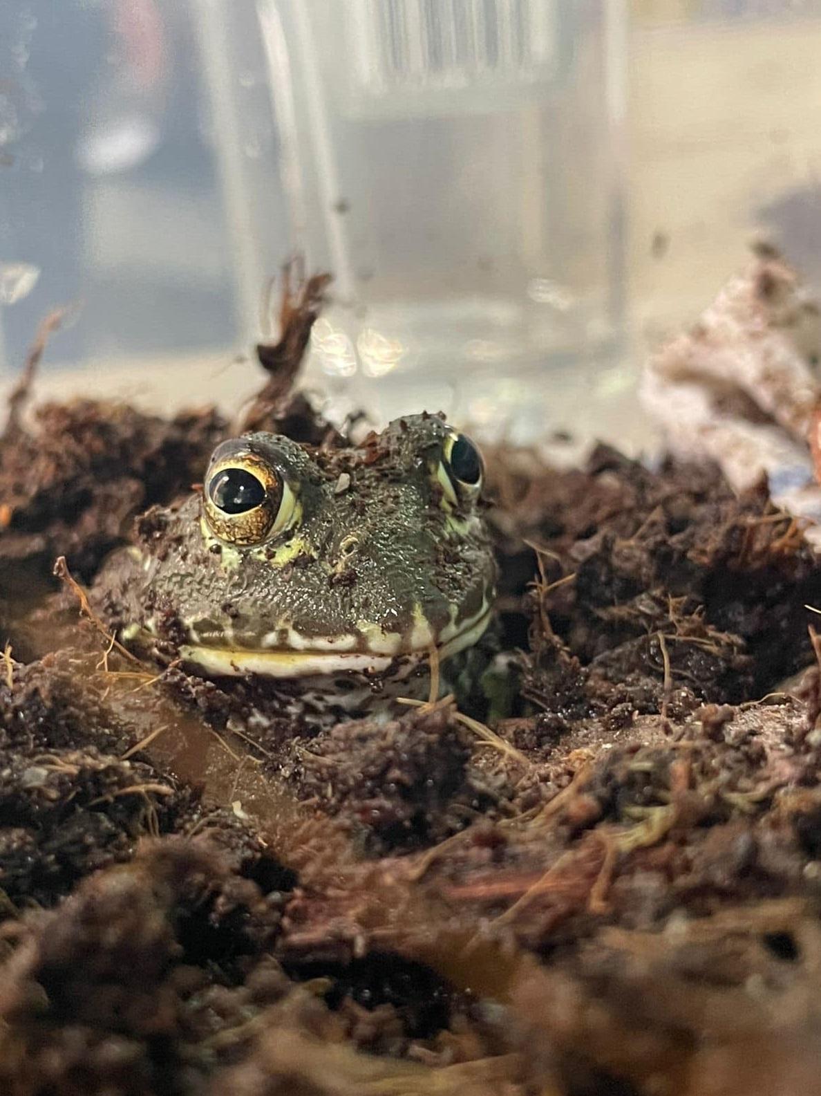 朱伯特在家裡非法飼養大量野生動物,包括蛙類。(互聯網)