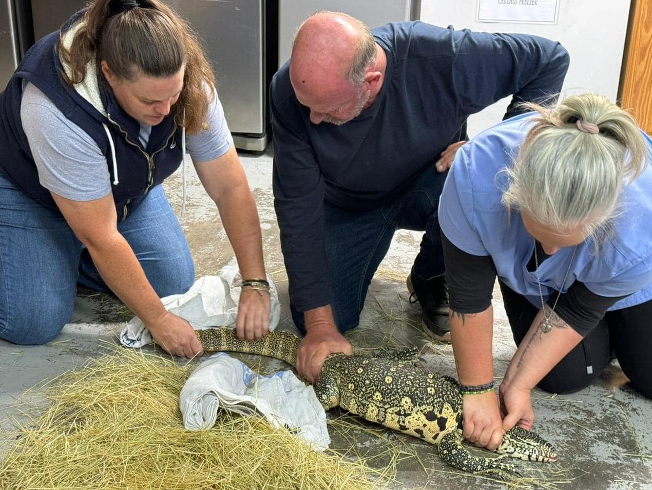 動保人員處理朱伯特在家裡非法飼養的野生動物。(互聯網)