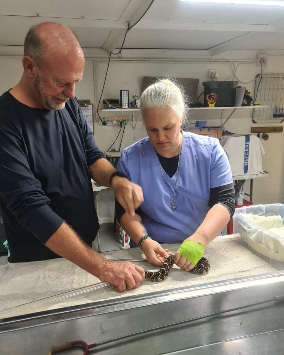動保人員處理朱伯特在家裡非法飼養的野生動物。(互聯網)