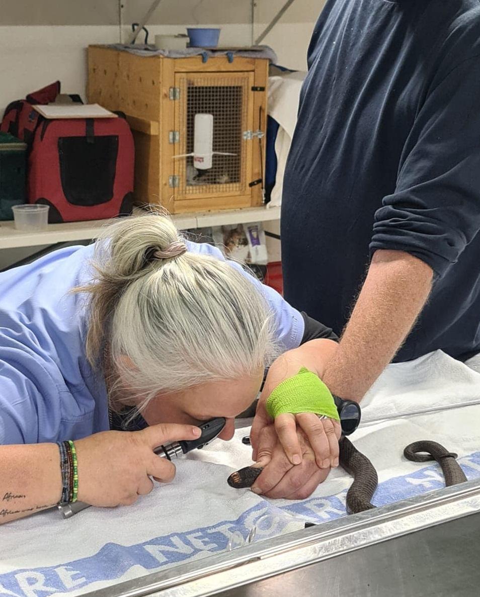 動保人員處理朱伯特在家裡非法飼養的野生動物。(互聯網)