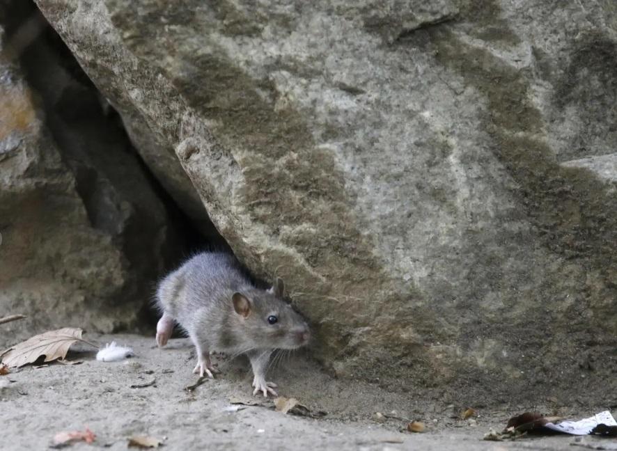 紐約市長年以來存在嚴重鼠患,令市政府十分頭痛。(資料圖片)