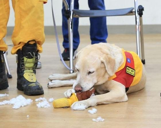 Roger當場咬爛陳其邁送上的雪糕型玩具。(互聯網)