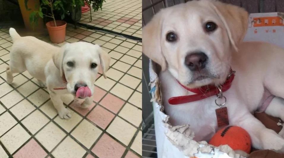 Roger小時候。(互聯網)