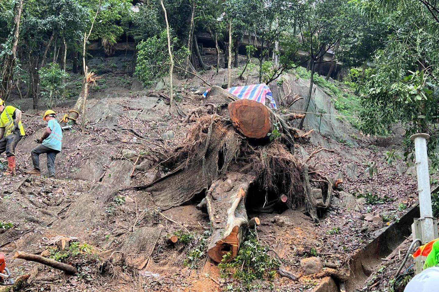 地政總署、土木工程拓展署及路政署已加派人手,移除斜坡上塌下的樹樁和樹幹。(發展局FB)